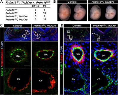 PRDM16 regulates arterial development and vascular integrity